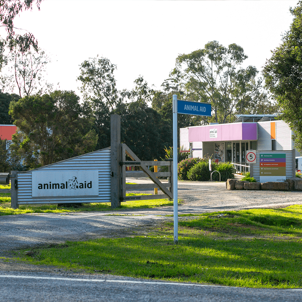 Student Volunteer at Animal Aid