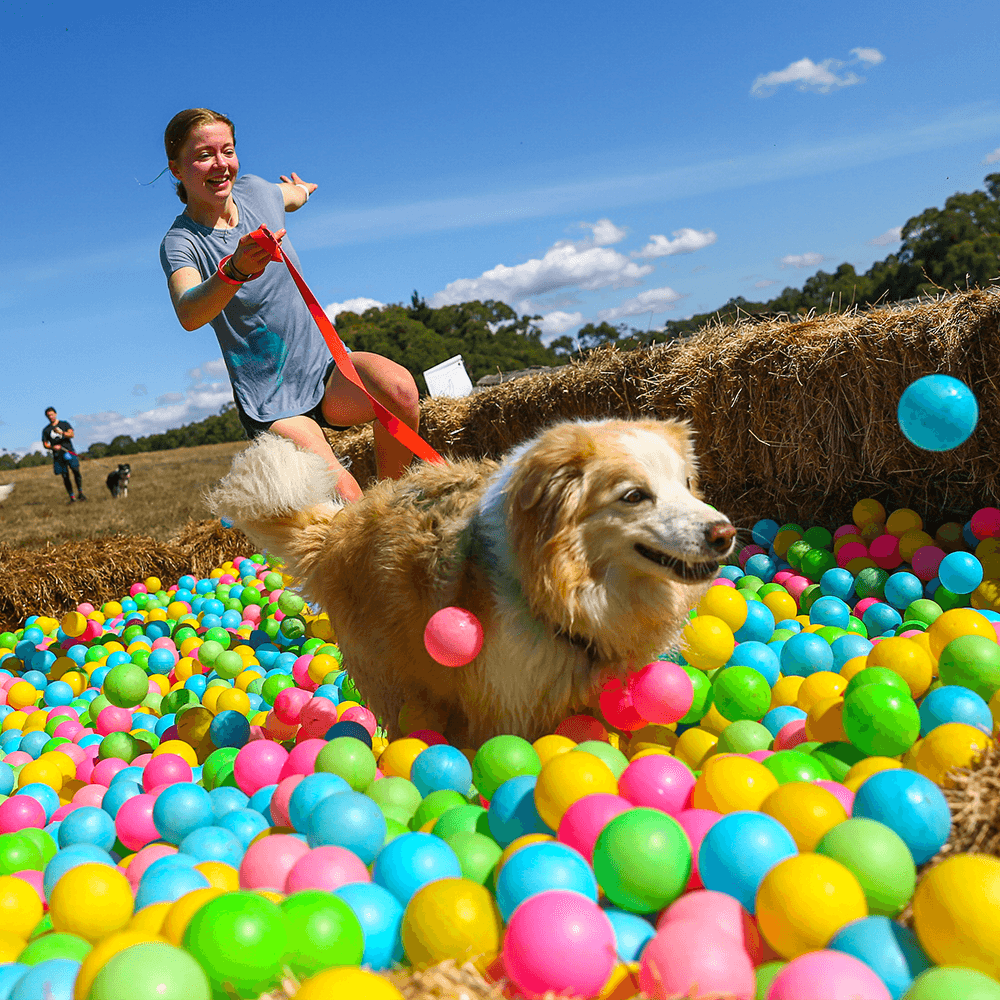 Student Volunteer at Animal Aid