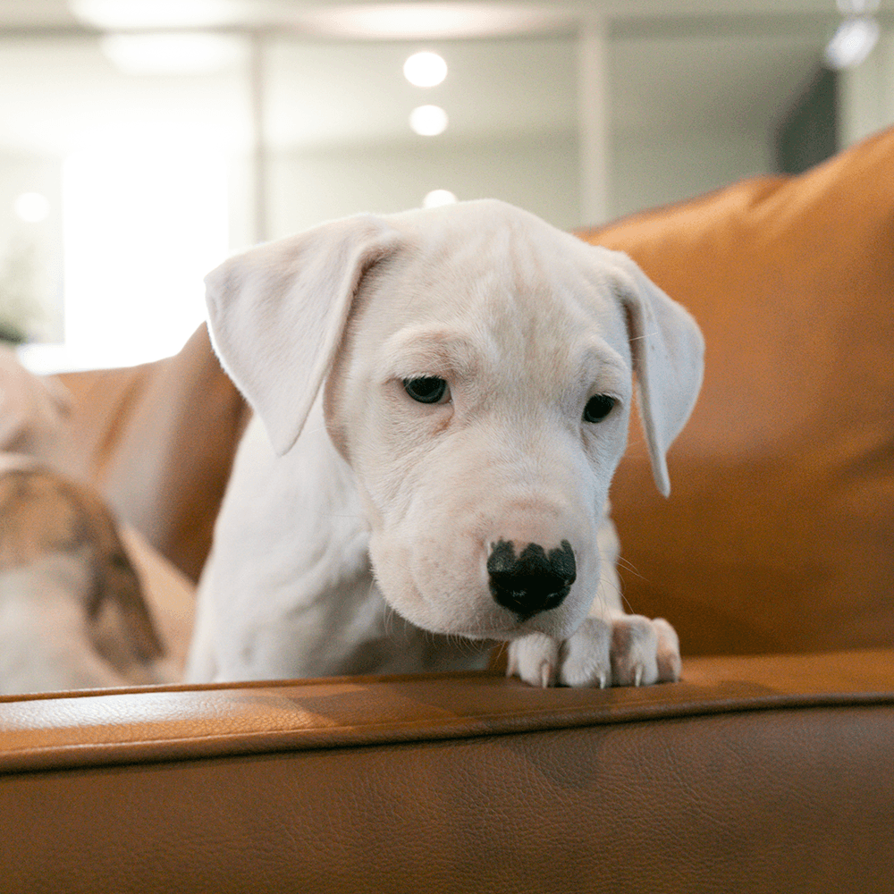 Student Volunteer at Animal Aid