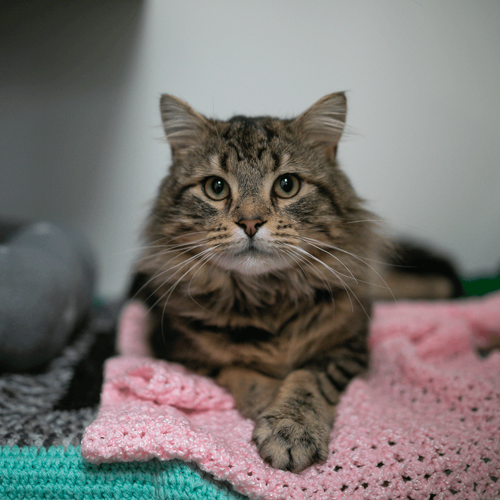 Student Volunteer at Animal Aid